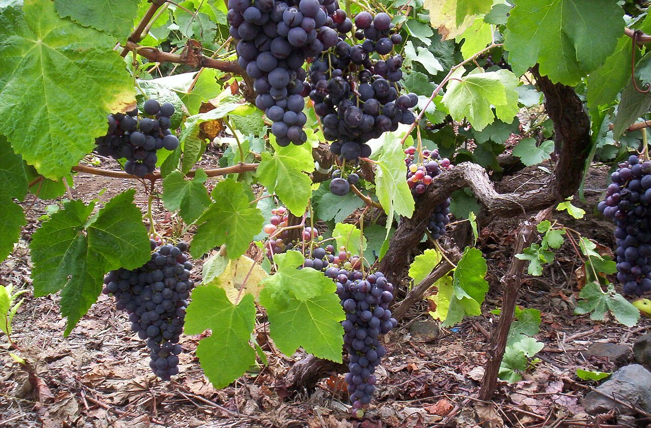 winogrona Listán Negro na krzewie, Teneryfa