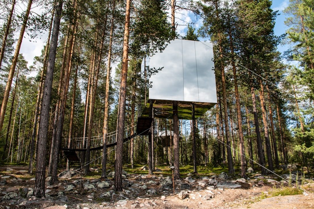 Treehotel — unikat