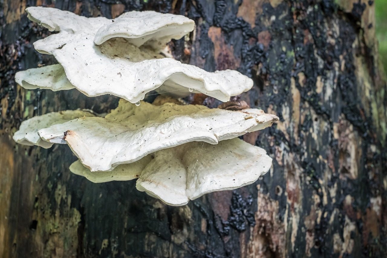 Trasa rowerowa Puszcza Białowieska