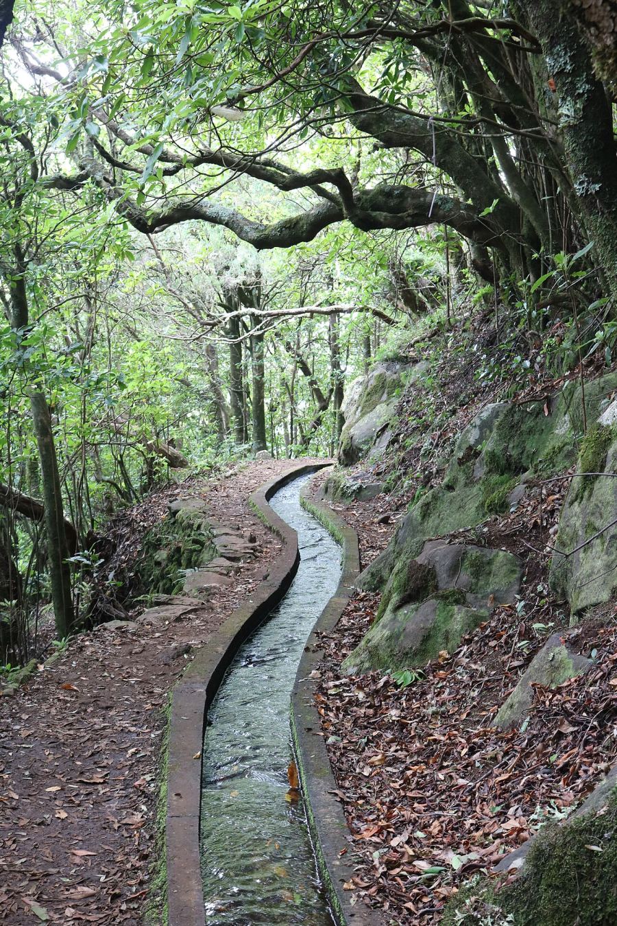 PR 14 Levada dos Cedros
