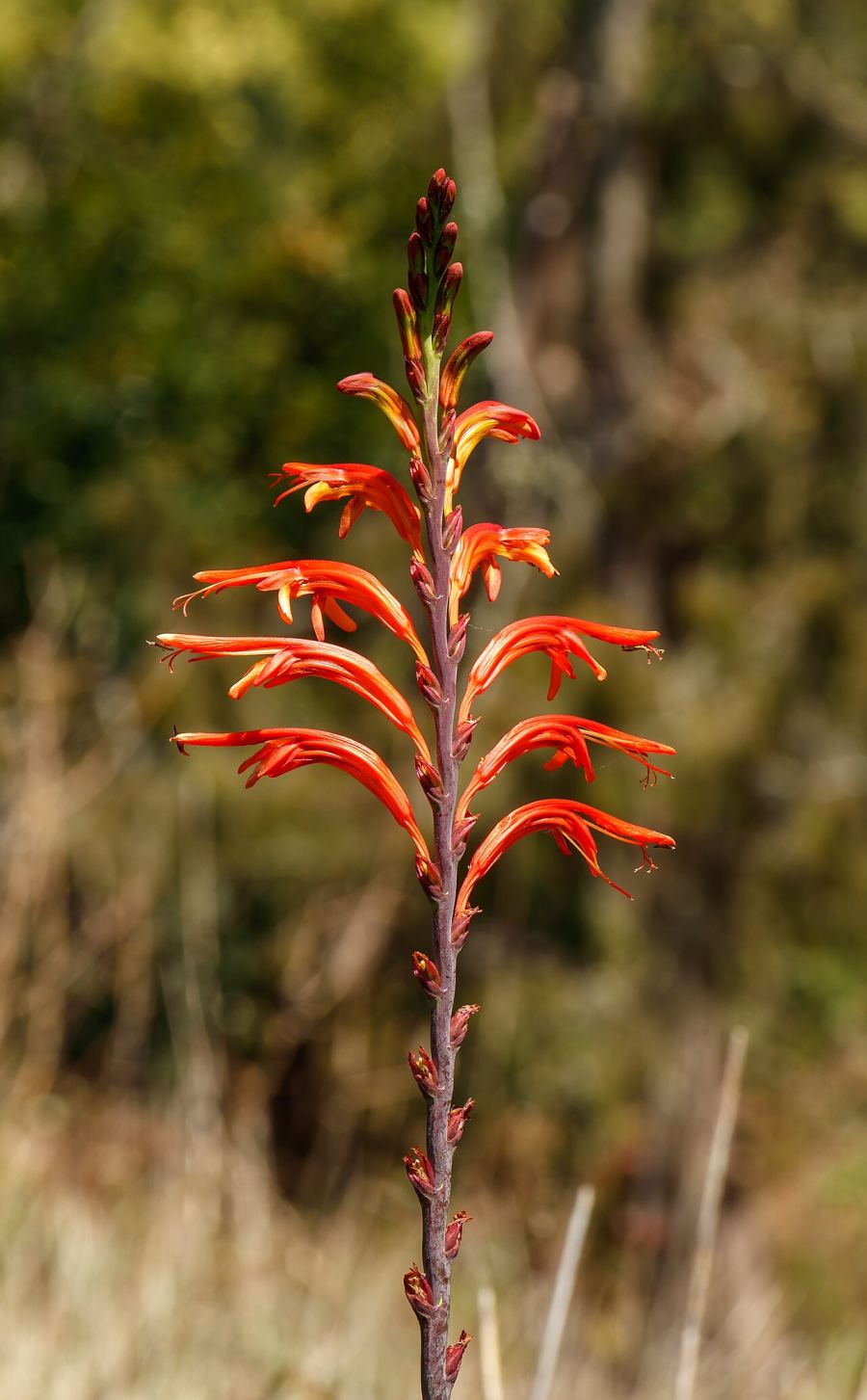 PR 23 Levada da Azenha