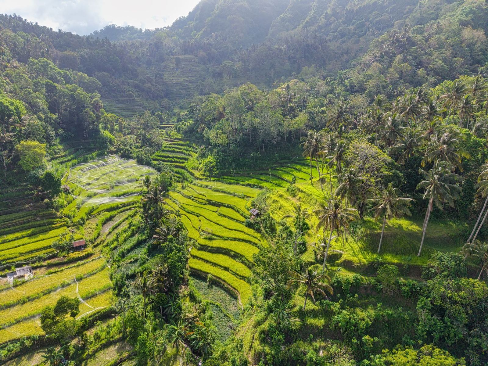 Taras ryżowy na Bali